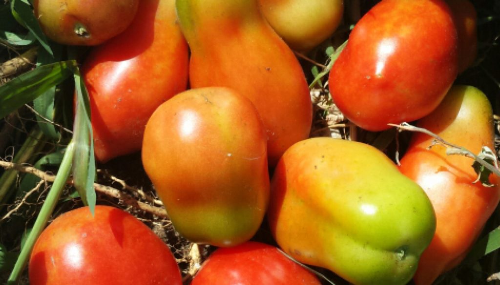 Pico De Gallo