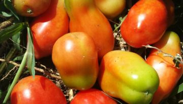 Pico De Gallo